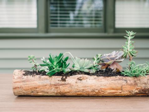 Plant Succulents in a Log for a Fresh Fall Centerpiece