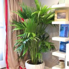 Indoor Palm Sets the Tone for Casual, Contemporary Living Room