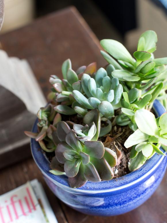 Pruning and Trimming Succulents | DIY