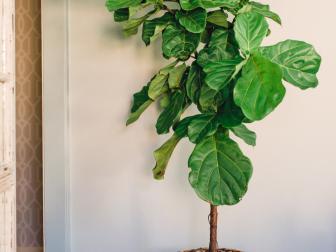 Do indoor ficus plants like to be misted
