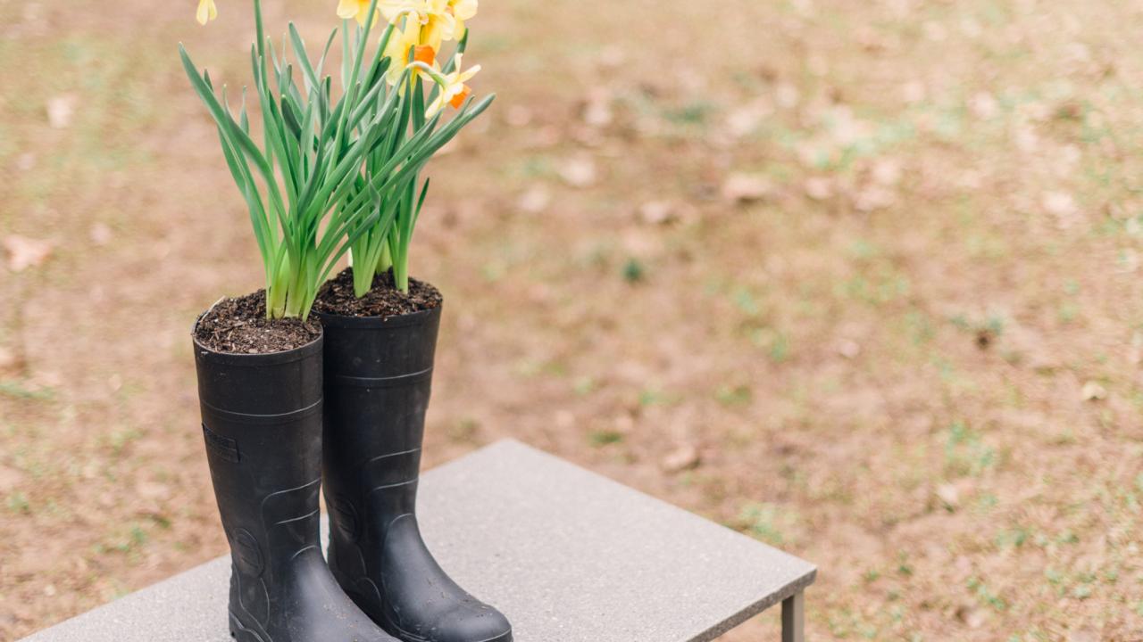 9 Clever Ways to Use Dollar Store Items as Planters