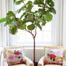 Yellow Ikat Chairs with Fiddler Fig Tree