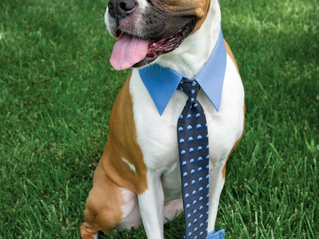 Halloween Pet Costume: Business Man | HGTV