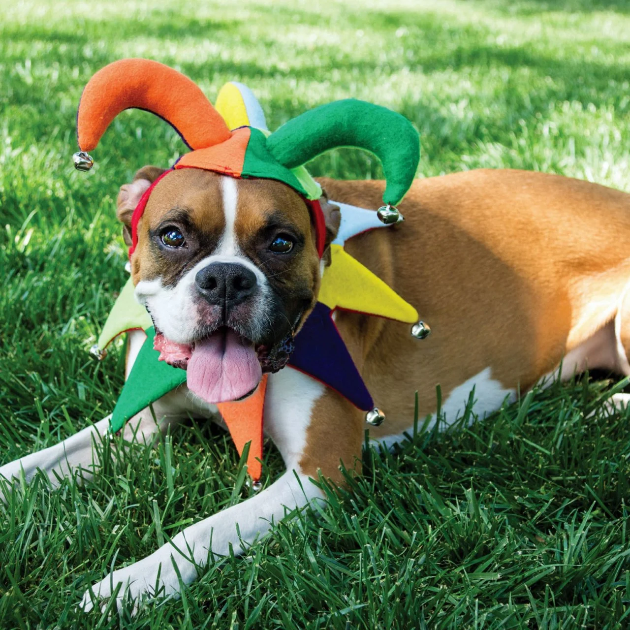 DIY Jester Dog Costume for Halloween HGTV