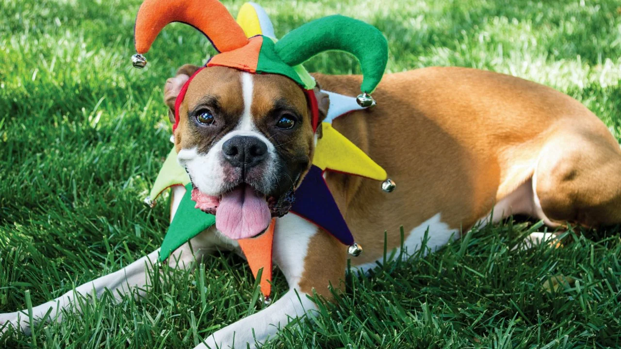 DIY Jester Dog Costume for Halloween | HGTV