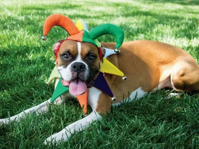 8 Matching Pet Kid Halloween Costumes You Can Make HGTV