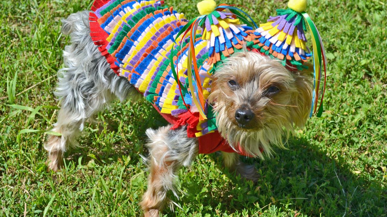 Dog Halloween Costumes: Cute No-Sew DIY Ideas