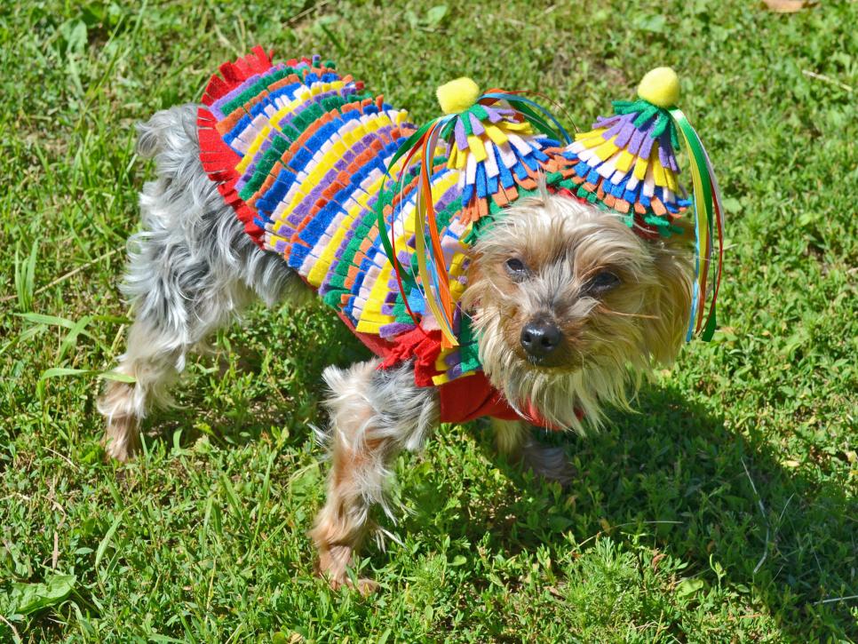 10 Cute Pet Costumes You Can Easily Make Yourself