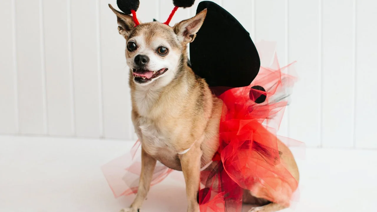 Pet Halloween Costume: Little Ladybug | HGTV
