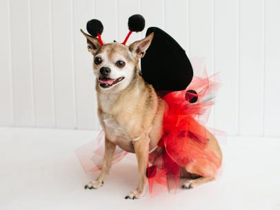 Pet Halloween Costume: Little Ladybug | HGTV