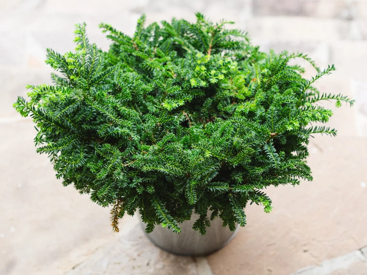 Winter Friendly Patio Plants Potted Plants for Winter HGTV