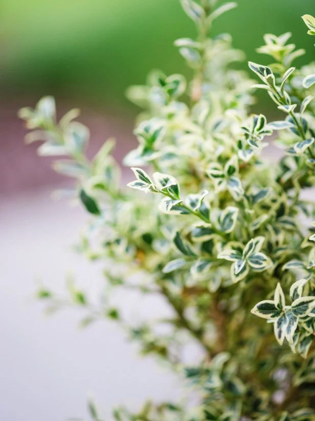 What Plants Can Survive in Cold Weather: Top Hardy Greens Revealed