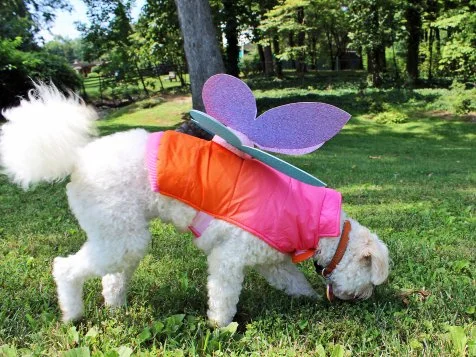 Fairy dog costume best sale