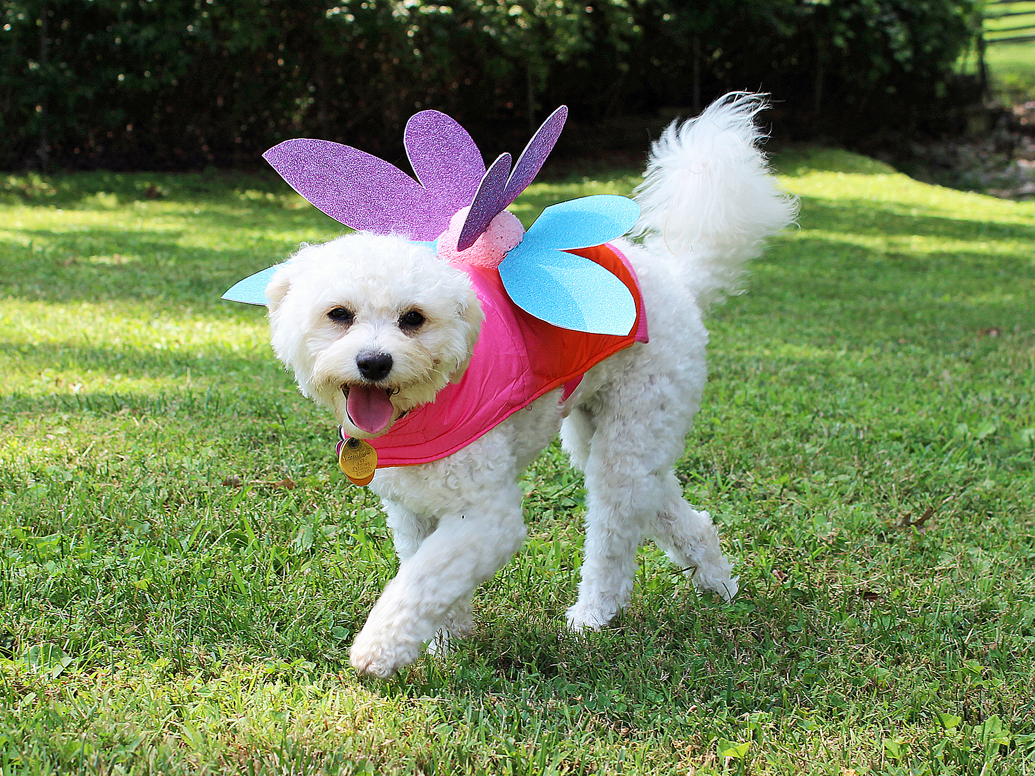 Pet Wings Halloween Costume Small Dogs Cats Angle Costume Wings Costume with Hand-Made Feather Dress Up Outfit Cosplay Party Halloween Special Events