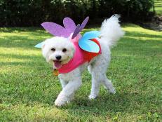 A comfy pet jacket and a few inexpensive craft materials are all you need to magic up a (cute!) fairy Halloween costume for your dog or cat. No sewing required.