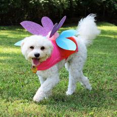 Adorable Dog in Fairy Halloween Costume