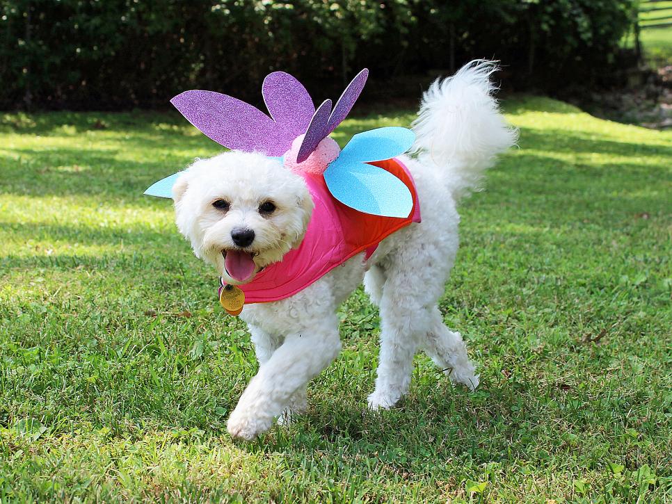 cow ears costume for dogs