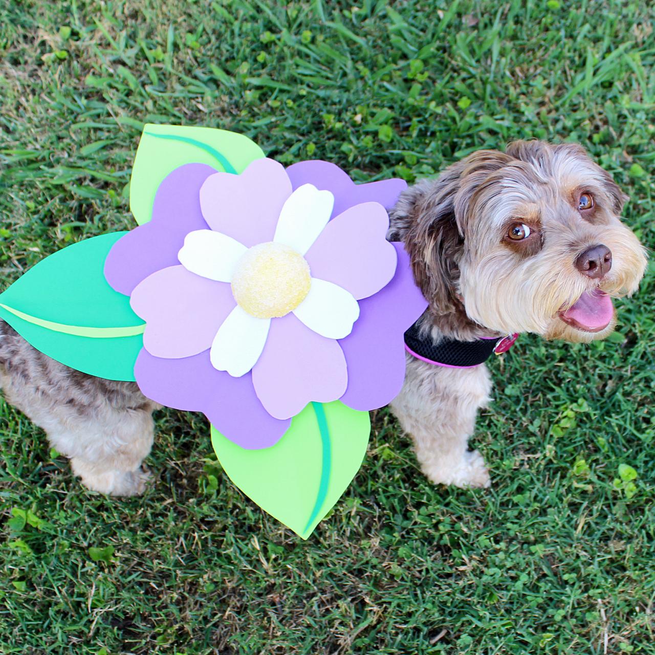 Halloween dog costume ideas: 32 easy, cute costumes for your canine