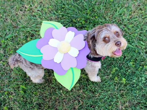 No-Sew Halloween Pet Costume: Flower