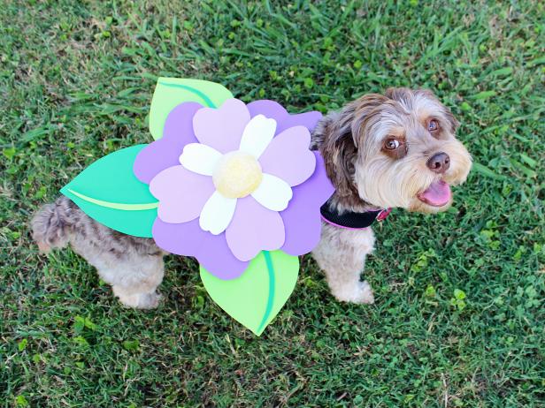 Adorable Dog in Flower Halloween Costume