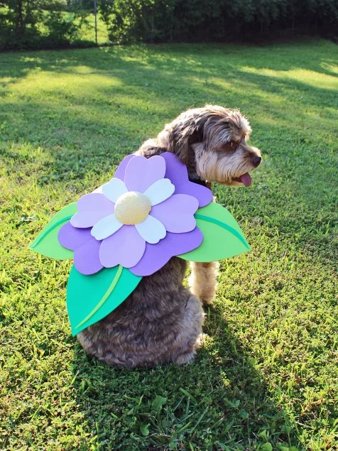 No Sew Halloween Pet Costume Flower HGTV