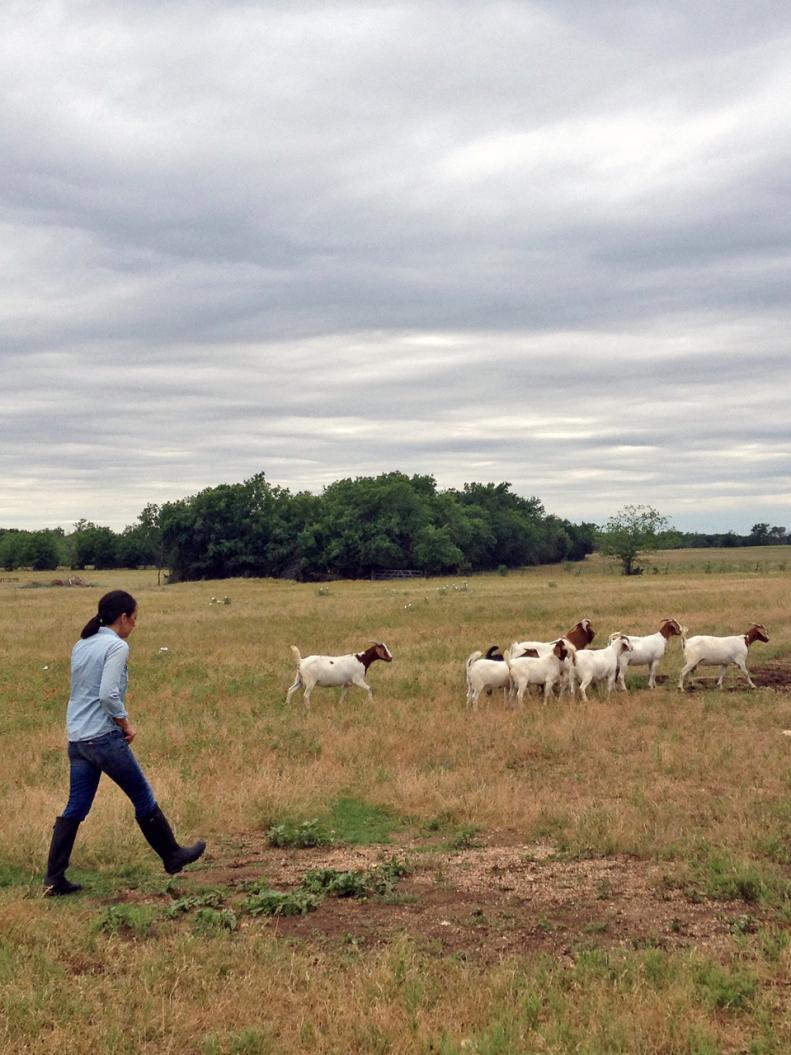 Joanna Gaines With Goats