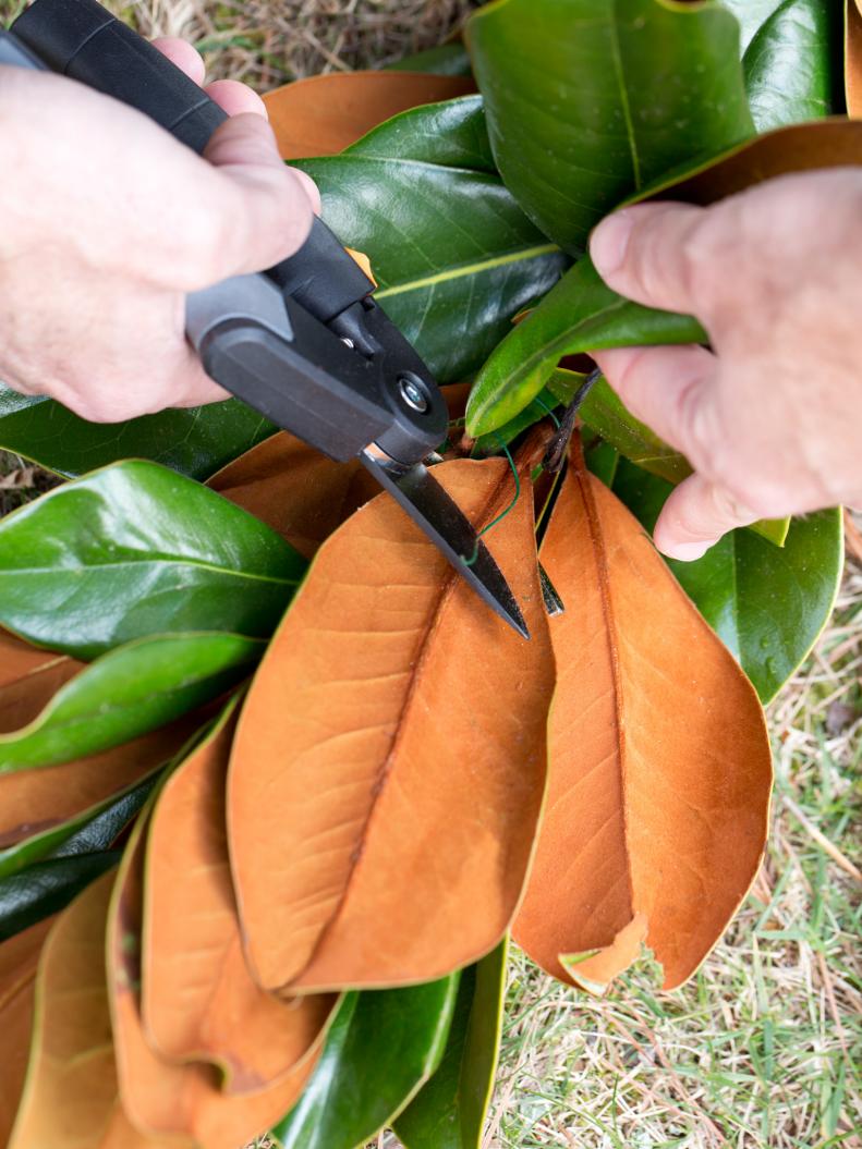 Clipping Magnolia Leaves