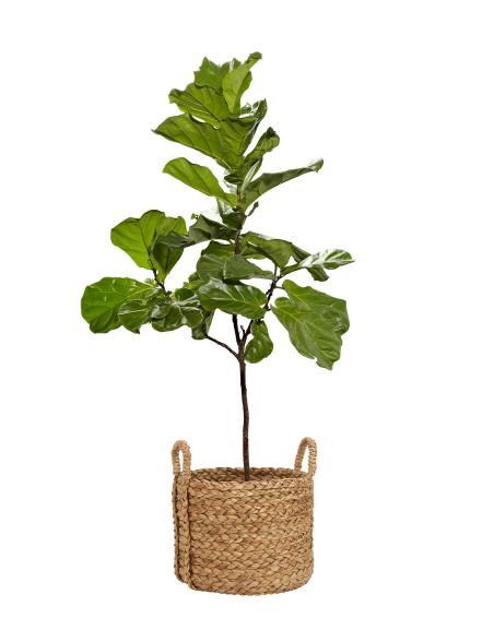 Seagrass Basket and a Fiddle Leaf Fig