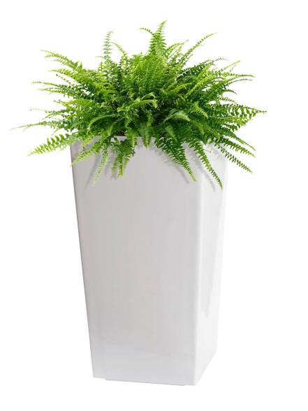 Glossy White Planter and a Fern