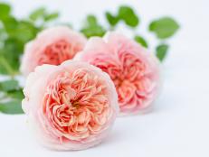 Light Pink Garden Roses