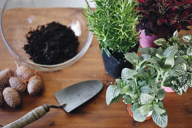 Gather materials to make a winter terrarium centerpiece, including soil, a glass bowl, pine cones and green and red plants.