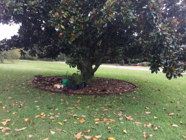 Mulch Island Around A Magnolia Tree - Ground Cover Plants Under Magnolia Tree Mulch Island Around A Magnolia Tree - Ground Cover Plants Under Magnolia Tree