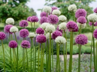 alliums, allium