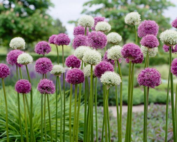 Drought Tolerant Flowers Collection