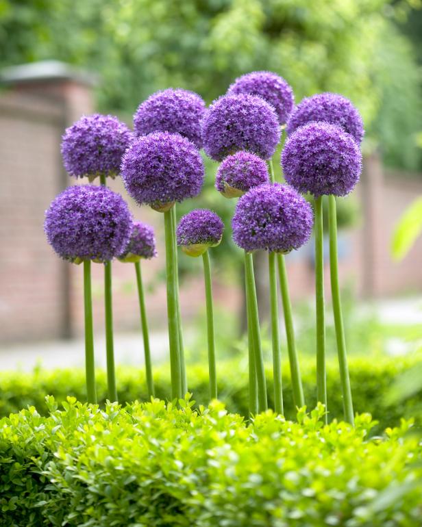 tall purple flowers on stalk