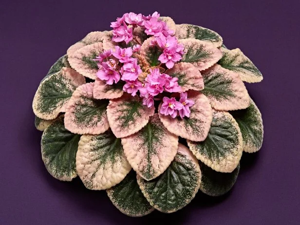 African violets