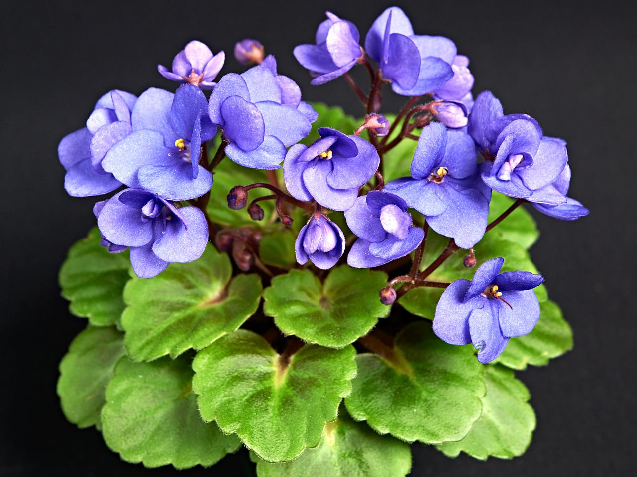 types of african violets