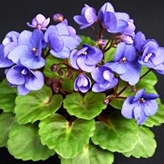 African Violet 'Persian Prince' (Heather Demers)