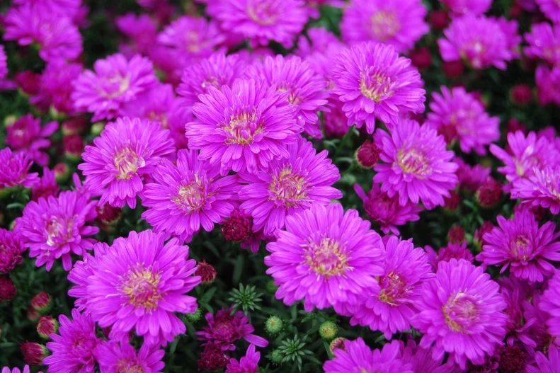 Aster 'Marie'