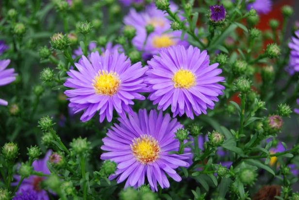 Aster 'Ballad' Bloom