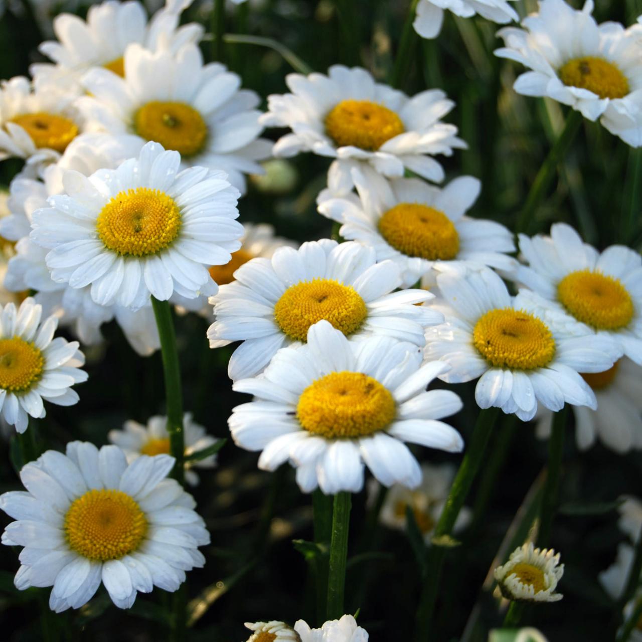 Daisy Flower Types Of Daisies Hgtv