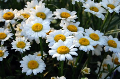 Daisy Flower: Types of Daisies