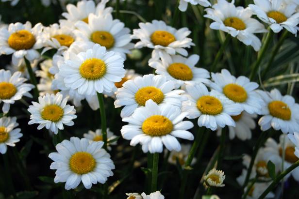 Daisy 'Darling'