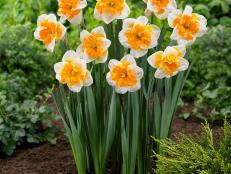 daffodil 'Love Call'