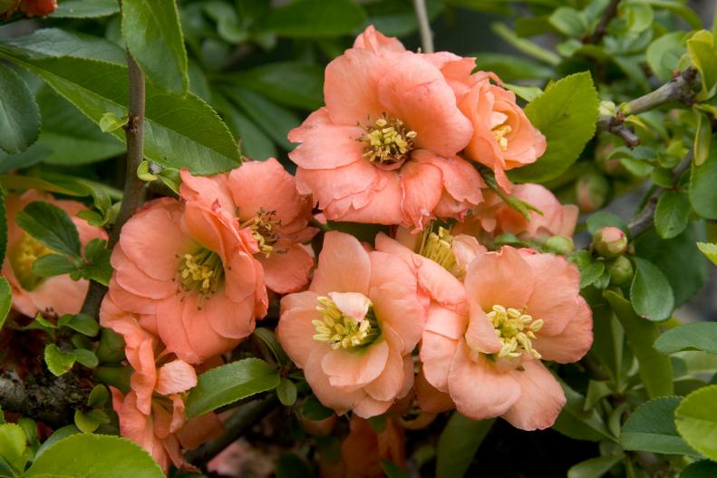Japanese Flowering Quince 'Cameo'