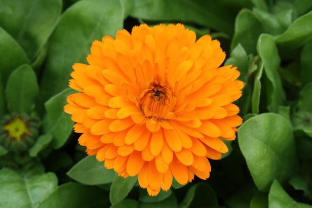 Calendular