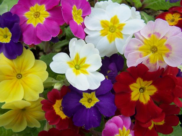 Primroses 'Pacific Hybrids'