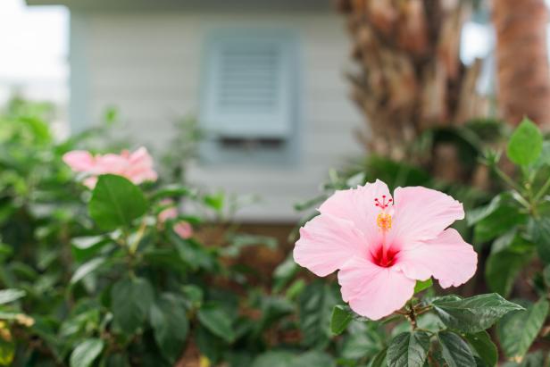 Pink Hibiscus in Bloom at HGTV Dream Home 2016