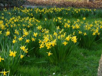 Naturalizing daffodils