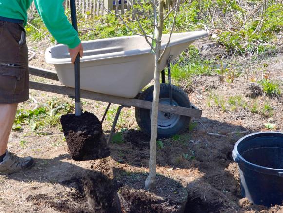 Tree Planting Backfilling Planting Hole